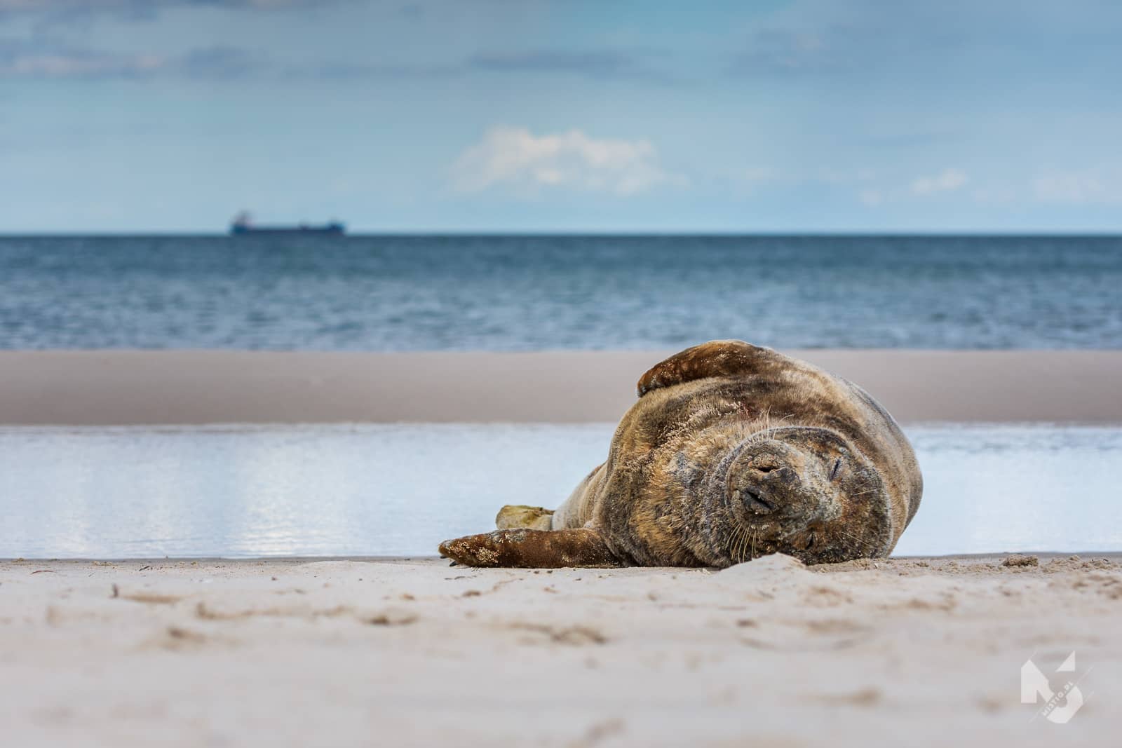Foka na plaży, Hel