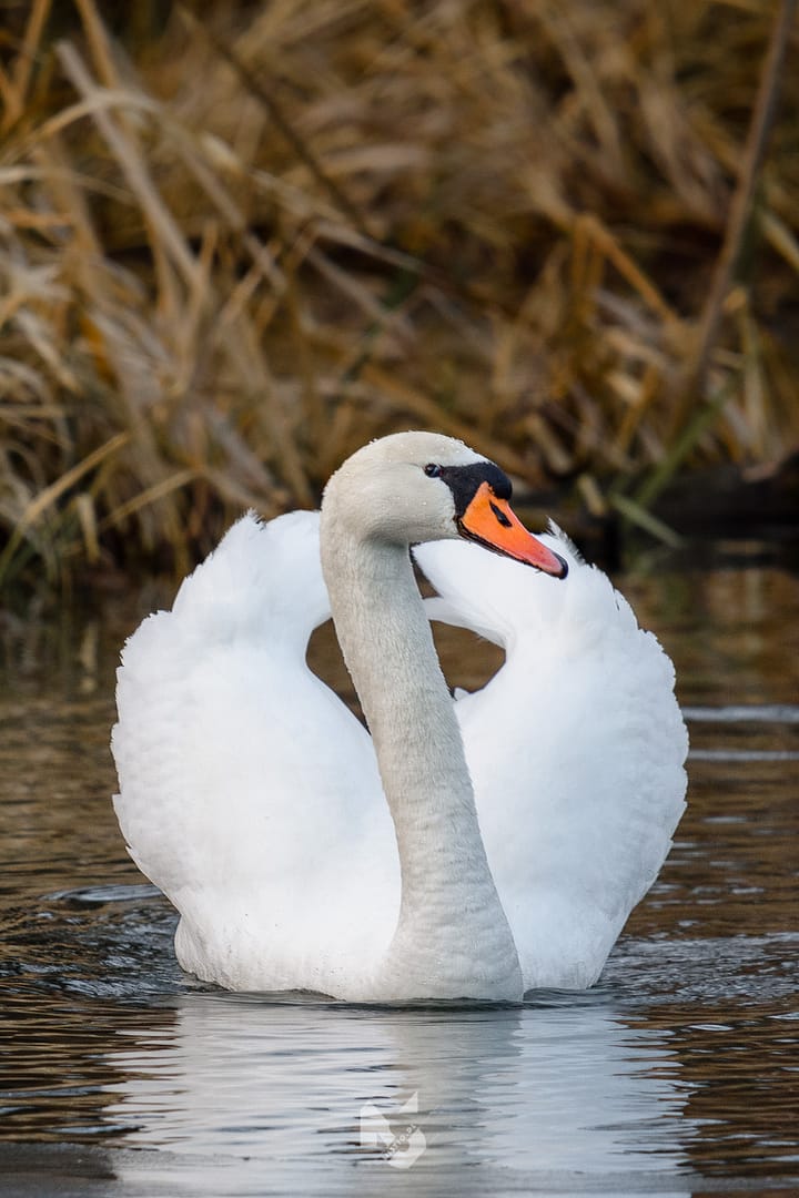 Łabędź